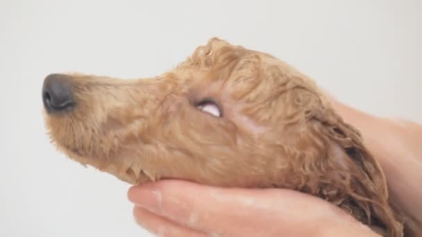 Las manos femeninas lavando el perro joven caniche  . — Vídeos de Stock