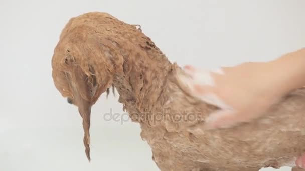 Vrouwelijke handen wassen de jonge hond poedel . — Stockvideo