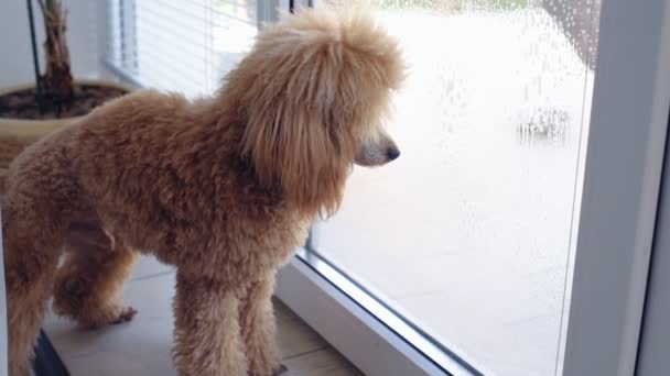 Watchihg cão para uma mulher que limpa a janela . — Vídeo de Stock