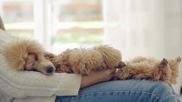 Молода жінка відпочиває з собакою вдома  . — стокове відео