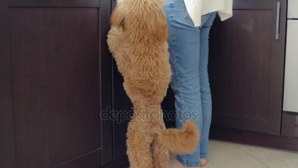 Cão jovem poodlebeggihg para comida oh a cozinha . — Vídeo de Stock