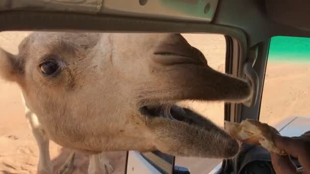 Gente Alimenta Camello Península Del Sinaí Egipto — Vídeo de stock