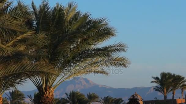 Tropical Background Palm Trees Blue Sky Egypt — Stock Video