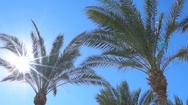 Fondo Tropical Palmeras Contra Cielo Azul — Vídeo de stock