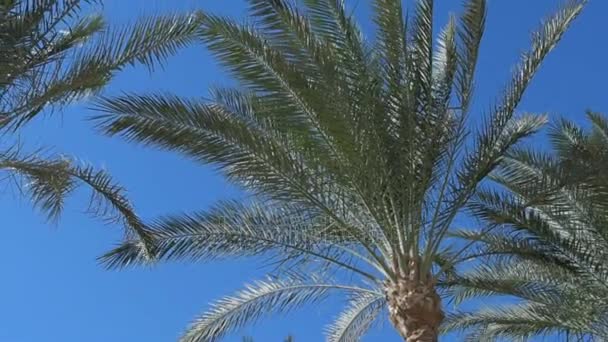 Tropische Achtergrond Van Palmbomen Tegen Blauwe Lucht — Stockvideo