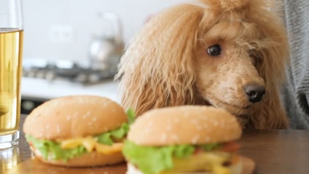 Kadın Yemek Hamburger Bira Içmek Köpek Yiyecek Arıyor — Stok video