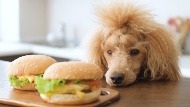 ハンバーガーを見て犬 — ストック動画