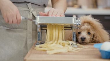 Cinemagraph - pasta kesme makinesi kadının elini kullan. Köpek kadına benziyor. Hareketli fotoğraf.