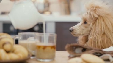 Cinemagraph - süt ile kahve fincan içine dökme. Köpek kadına benziyor. Hareketli fotoğraf. Kahvaltı.