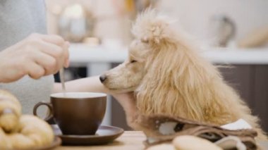 Kadın köpeğini kahvaltı katmanlarıdır ile .
