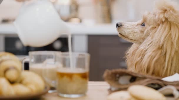Wlewając Mleko Kubka Kawą Śniadanie Ten Pies Wygląda Kobietę — Wideo stockowe