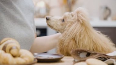 Kadın köpeğini kahvaltı katmanlarıdır ile .