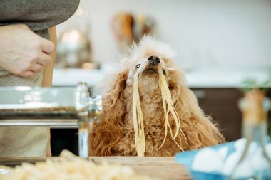 El yapımı bir makarna yapıyor onun köpeği olan kadın .