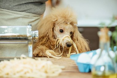 El yapımı bir makarna yapıyor onun köpeği olan kadın .