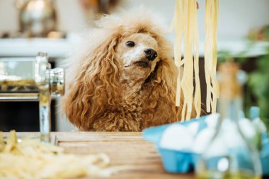 El yapımı bir makarna yapıyor onun köpeği olan kadın .