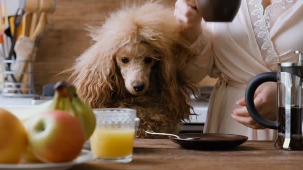 Mujer Con Perro Cortando Desayuno — Vídeos de Stock