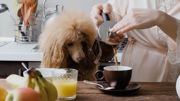 Female Hand Pouring Hot Tea Teapot Cup Dog Looks Woman — Stock Video