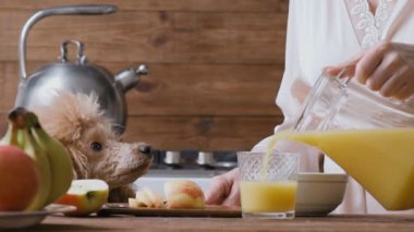 Cinemagraph - genç kadın portakal suyu bir bardak dökme. Köpek kadına benziyor. Hareketli fotoğraf.