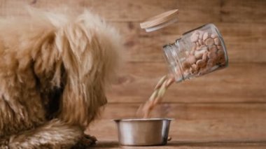 Cinemagraph - kuru köpek maması köpek maması bir kasenin içine dökülür. Kase üzerinde seyir köpek. Yaşam fotoğraf.