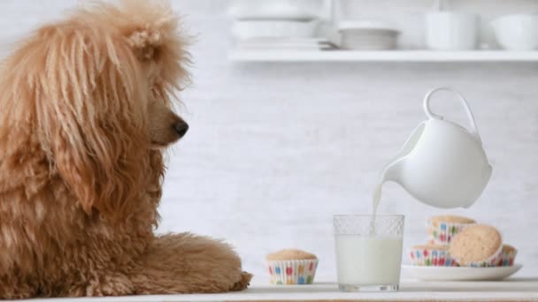 Párrafo Perro Mirando Leche Leche Vertiendo Vaso Foto Movimiento — Vídeos de Stock