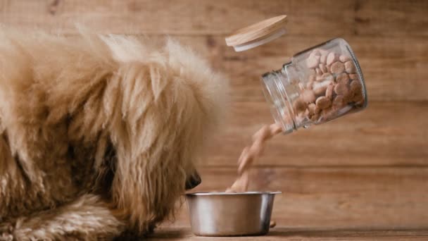 Cinemagraph Dry Kibble Dog Food Poured Bowl Dog Looking Bowl — Stock Video