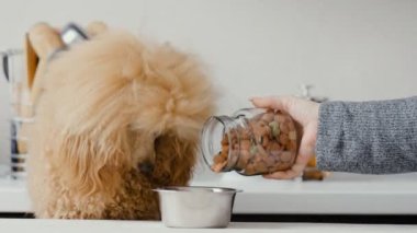 Evde beslenen hayvan yiyecek besleme için kasenin içine düşüyor. Islak zeminde arayan köpek .