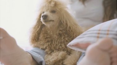 Genç kadın ile köpek evde yatakta dinleniyor. Sabah.
