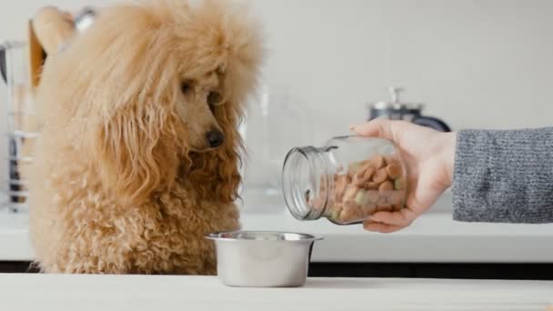 Pet food falls into the bowl for feeding. Dog looking on bowl . — Stock Footage Pet Food Falls Bowl Feeding Dog Looking Bowl Royalty Free Stock Video