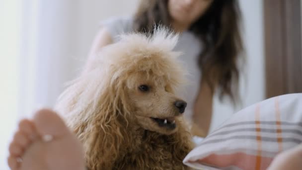 若い女性は 自宅のベッドの上の犬と休んでいます — ストック動画