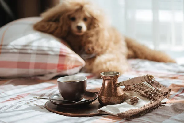 Frukost Sängen Hund Sängen Hemma Och Kaffe Kopp Bricka — Stockfoto