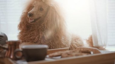 Kahvaltı. Onu köpek kadınla evde kahvaltı var .