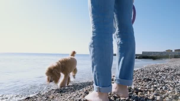 Щасливий Собака Грає Іграшкою Пляжі — стокове відео