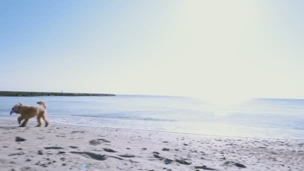 Perro Feliz Jugando Con Juguete Playa — Vídeo de stock