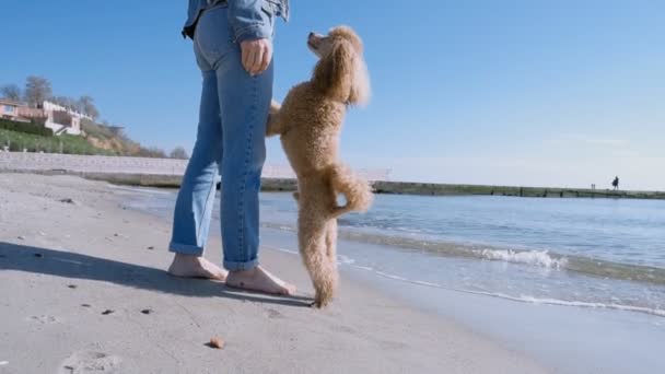Kvinna Och Glad Hund Leker Stranden — Stockvideo