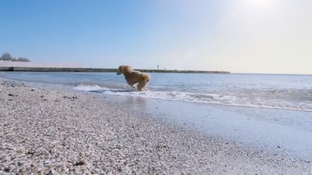 Kvinna Och Glad Hund Leker Stranden — Stockvideo