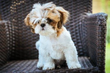 Köpek oturma açık ve hasır sandalye üzerinde poz.