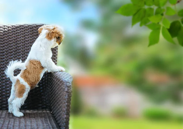 Cão Sentado Livre Posando Cadeira Vime — Fotografia de Stock