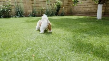 Mutlu Shih Tzu puppy arka bahçesinde oynarken. Ağır çekim.