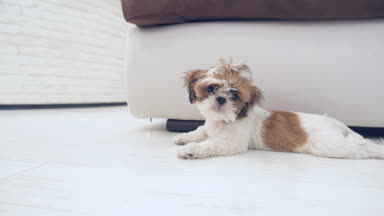 Shih Tzu puppy evin zemininde yatıyor. 