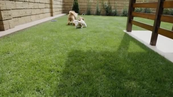 Felices Perros Jugando Con Juguete Patio Trasero — Vídeos de Stock