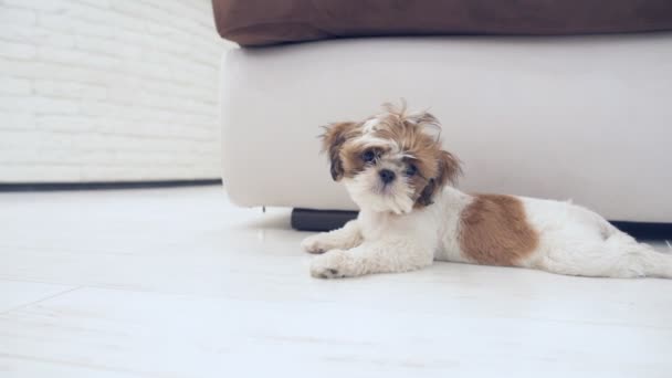 Puppy Shih Tzu Lies Floor House — Stock Video