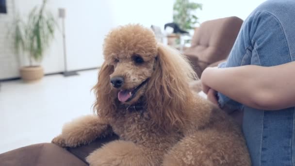 若い女の子が自宅で犬と休んでください — ストック動画