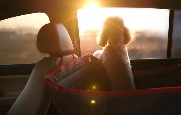 Dog traveling in a car seat the back seat of a car.