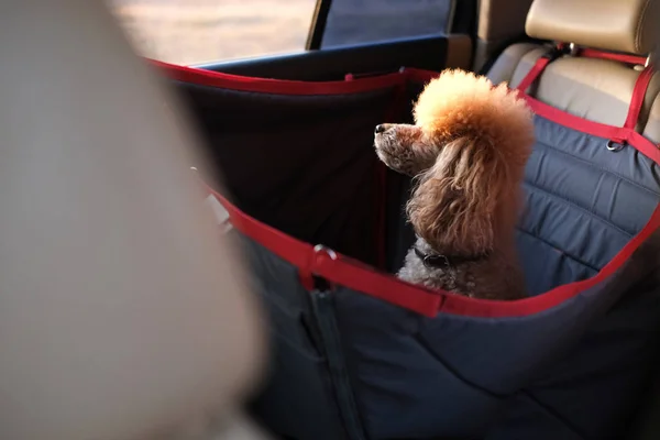 Dog traveling in a car seat the back seat of a car.
