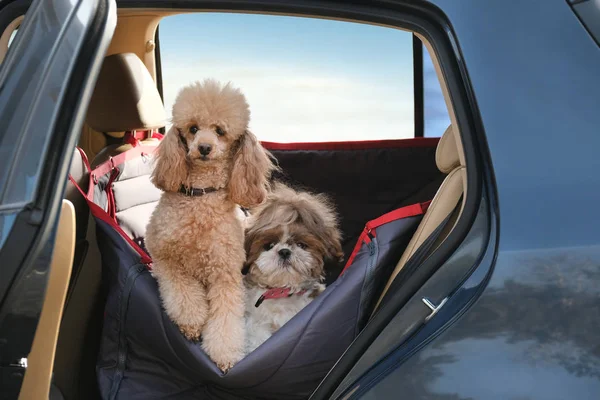 Hunde Die Autositz Auf Der Rückbank Eines Autos Reisen — Stockfoto