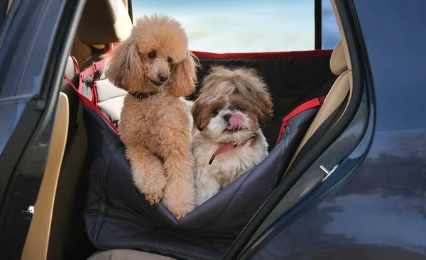 Kutyák Autósülésben Utaznak Egy Autó Hátsó Ülésén Jogdíjmentes Stock Képek