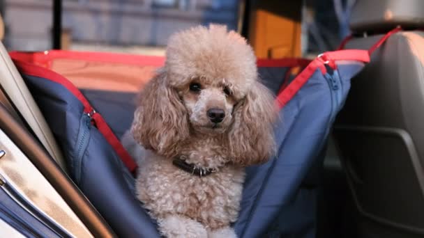 Hond Een Autostoel Achterbank Van Een Auto — Stockvideo