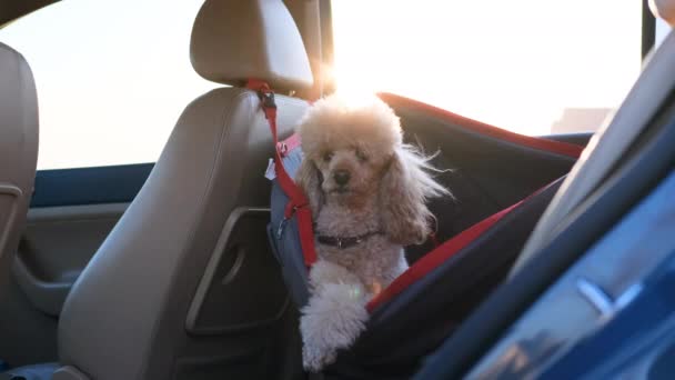 Hund Kindersitz Auf Der Rückbank Eines Autos — Stockvideo
