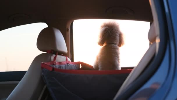 Hund Som Reser Bilstol Baksätet Bil — Stockvideo