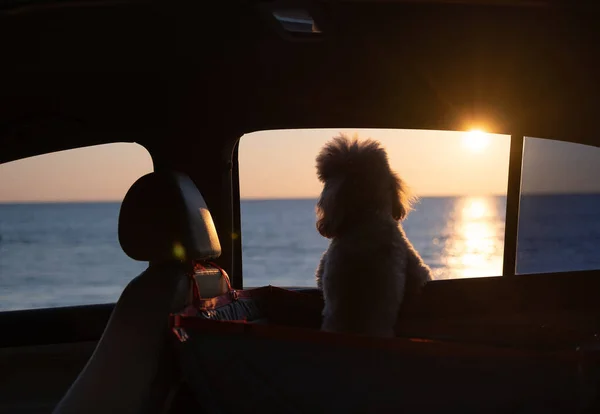 Dog traveling in a car seat the back seat of a car. Sunset.